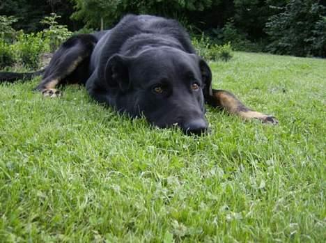 Blanding af racer Batmand - Uhmmm... græs! billede 18