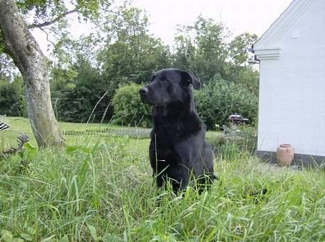 Blanding af racer Batmand - Der lusker altså nogen rundt her et sted... jeg må ned efter min bold så de ikke tager den! billede 19