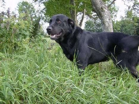 Blanding af racer Batmand - Hehe... billede 20