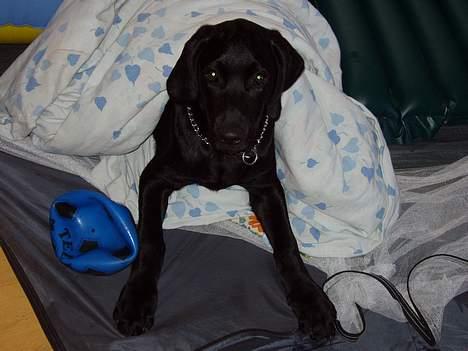 Blanding af racer Rollo - Dejligt at putte lidt! billede 8