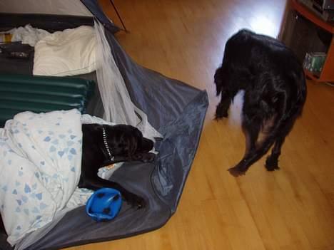 Blanding af racer Rollo - Hvad leder du efter mor? billede 9