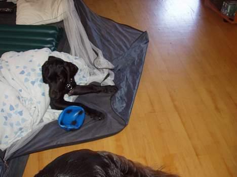 Blanding af racer Rollo - Så fortæl mig det dog! billede 10