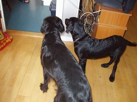 Blanding af racer Rollo - Mon der er ved at blive lavet mad? billede 11