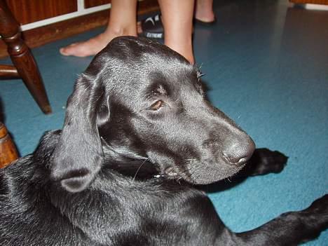 Blanding af racer Rollo - Jeg er træt gaaab! billede 12