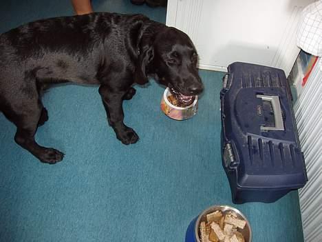 Blanding af racer Rollo - mmmmm lækert mad! billede 13