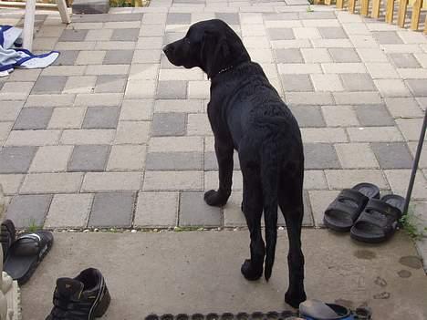 Blanding af racer Rollo - Hmm mon jeg skal gå ud at lege først eller skal jeg drikke noget vand! billede 14