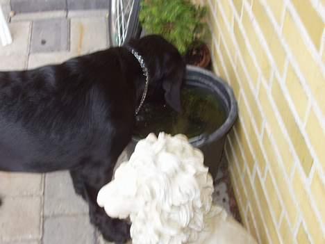 Blanding af racer Rollo - Jeg tror jeg drikker noget vand først! billede 15