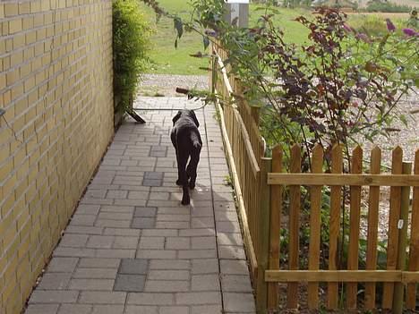 Blanding af racer Rollo - Så tror jeg går ud at leger! billede 16