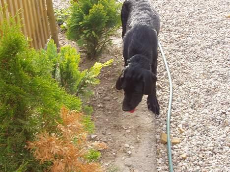 Blanding af racer Rollo - Hvor var det nu mit hul var? billede 17