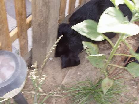 Blanding af racer Rollo - Der var mit hul! billede 18