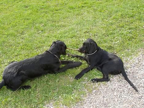 Blanding af racer Rollo - Den der taber giver et kødben! billede 19