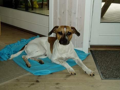 Blanding af racer Basse - så er jeg med familen på ferie, også skal der slappes af billede 1