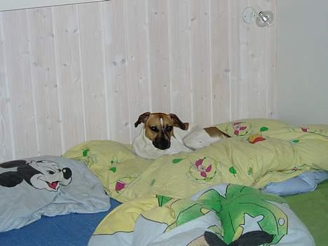 Blanding af racer Basse - dyner er bare sagen billede 2