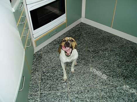 Blanding af racer Basse - hold da op jeg er træt billede 3