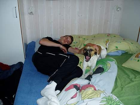 Blanding af racer Basse - i sengen også med en legekammerat jubii billede 4