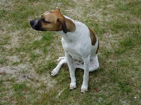 Blanding af racer Basse - øvi gjorde mig flov billede 5