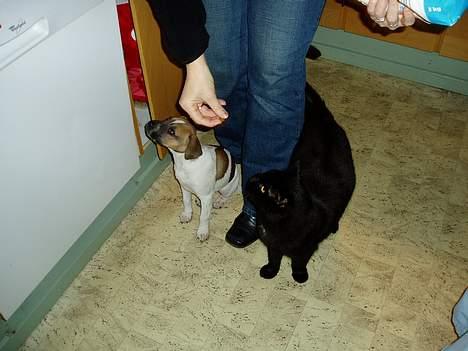 Blanding af racer Basse - ej se lige katten er jo større end mig billede 6