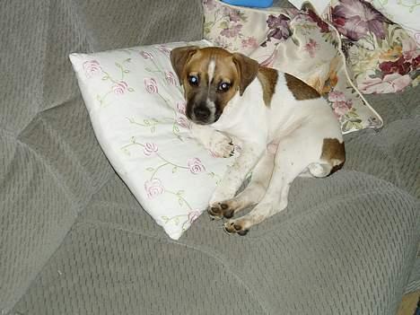 Blanding af racer Basse - jeg trængte da lige til en lur billede 7