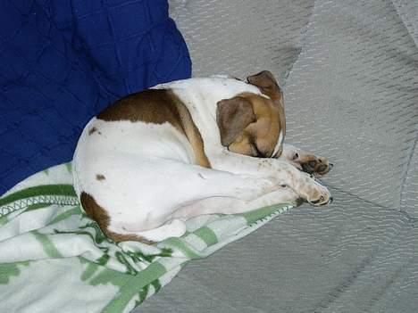 Blanding af racer Basse - øv nu blev lyset da vidst tændt billede 8