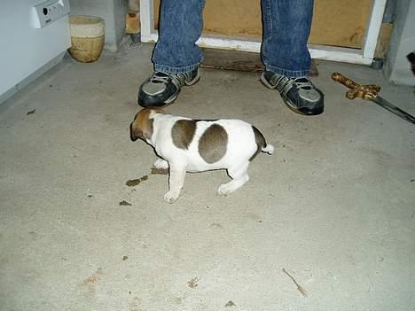 Blanding af racer Basse - her er jeg kun 6 uger gammel billede 9