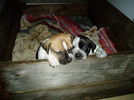 Blanding af racer Basse - mig og min bror billede 11