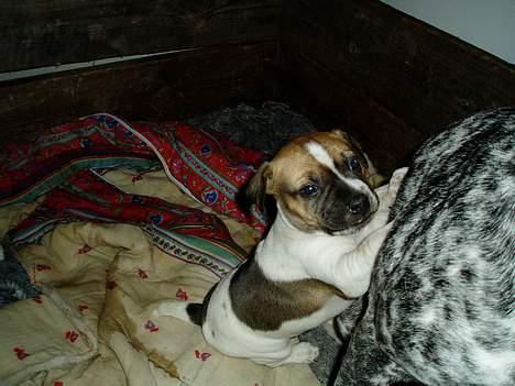 Blanding af racer Basse - moaaar du skal passe på mig billede 12