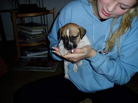 Blanding af racer Basse - uha sæt mig ned jeg er højt oppe billede 13