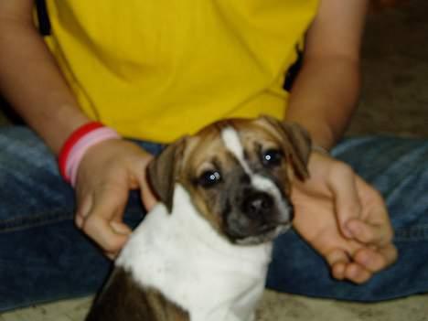 Blanding af racer Basse - smiiil billede 14