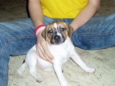 Blanding af racer Basse - ej gulvet er mega glat billede 15