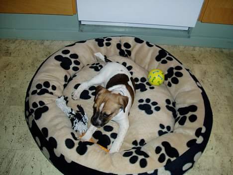 Blanding af racer Basse - sengen er en anelse for stor endnu billede 16