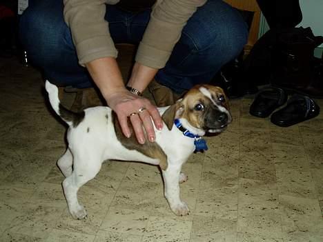 Blanding af racer Basse - øv hvor længe skal jeg stå stille billede 17