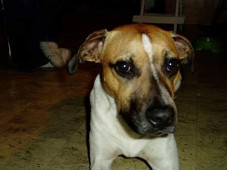 Blanding af racer Basse - nærbillede se min fine blis billede 18