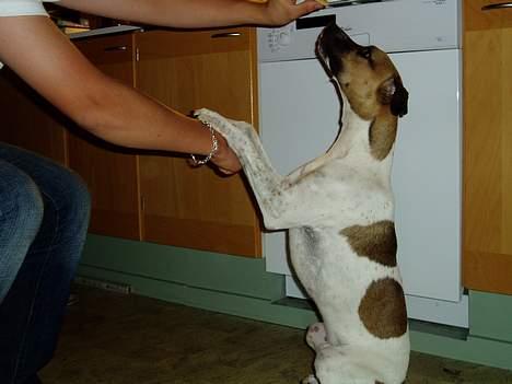 Blanding af racer Basse - se hvor fint jeg kan sidde en rigtig cirkushund, kan normalt selv, men gad ikke idag billede 19