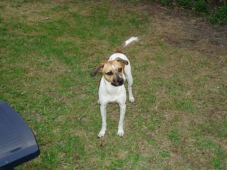 Blanding af racer Basse - hehe skal vi lege billede 20