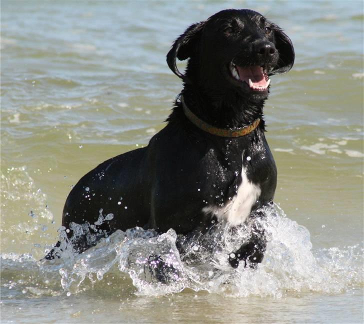 Blanding af racer Holly 2005-2020* billede 9