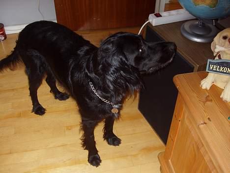 Blanding af racer Lucky - Nå?? hvor bor vi så? billede 18