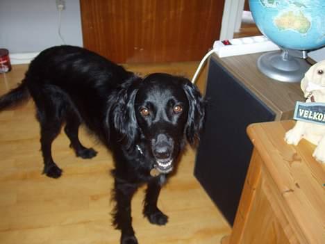 Blanding af racer Lucky - Ved du/i det? billede 19