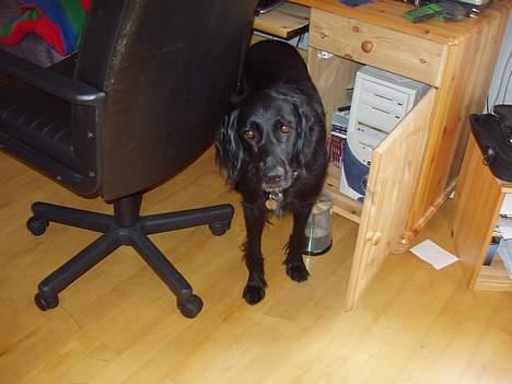 Blanding af racer Lucky - Bliver du ved? billede 20