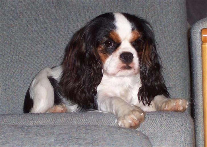 Cavalier king charles spaniel Ziggy  billede 9