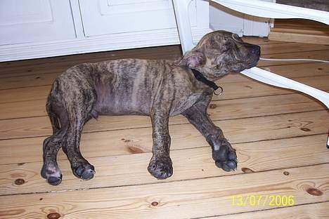 Amerikansk staffordshire terrier Castro - Jeg kan sove over alt... zzzz billede 3