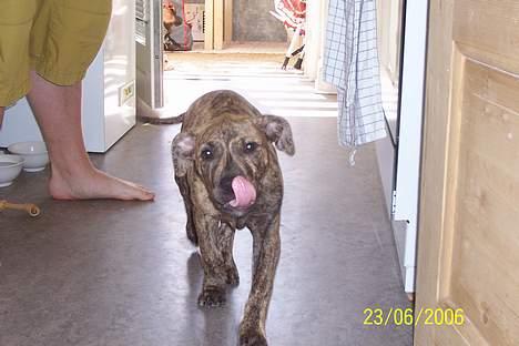 Amerikansk staffordshire terrier Castro - Tak for mad... uhmmm billede 4