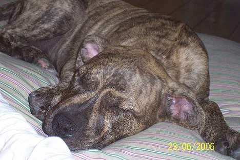 Amerikansk staffordshire terrier Castro - ZZZzzz sover sødt... billede 6