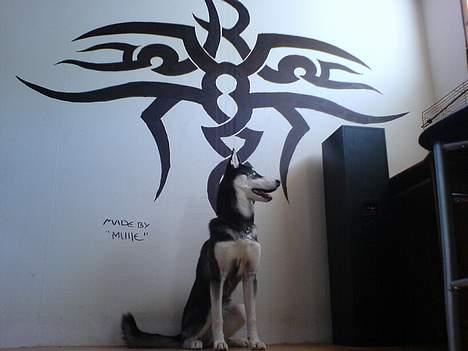 Siberian husky Buffy billede 12