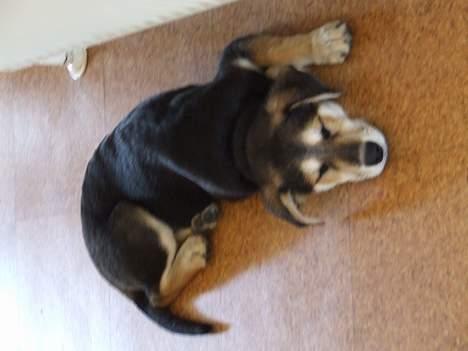 Blanding af racer Mille - Sch... Jeg sover... billede 14