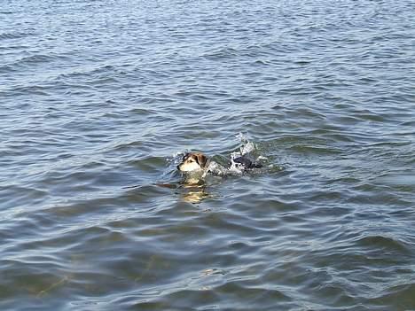 Blanding af racer Mille - Det er nu dejligt med en svømmetur... :) billede 15