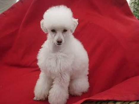 Toypuddel Fluffy billede 1