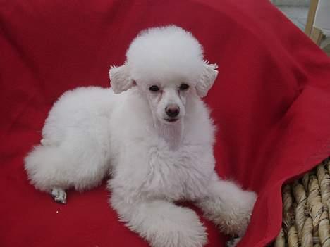 Toypuddel Fluffy billede 2