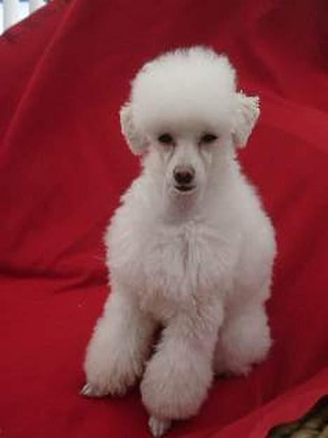 Toypuddel Fluffy billede 3