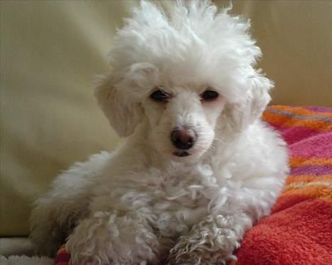 Toypuddel Fluffy billede 4