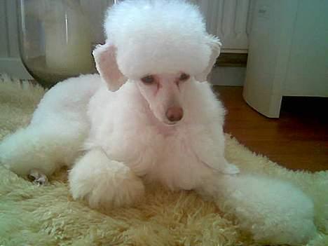 Toypuddel Fluffy billede 5